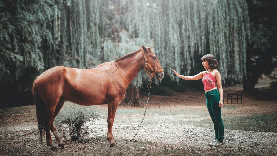 femme qui tente de toucher la face du cheval sous un vieil arbre pendant le jour