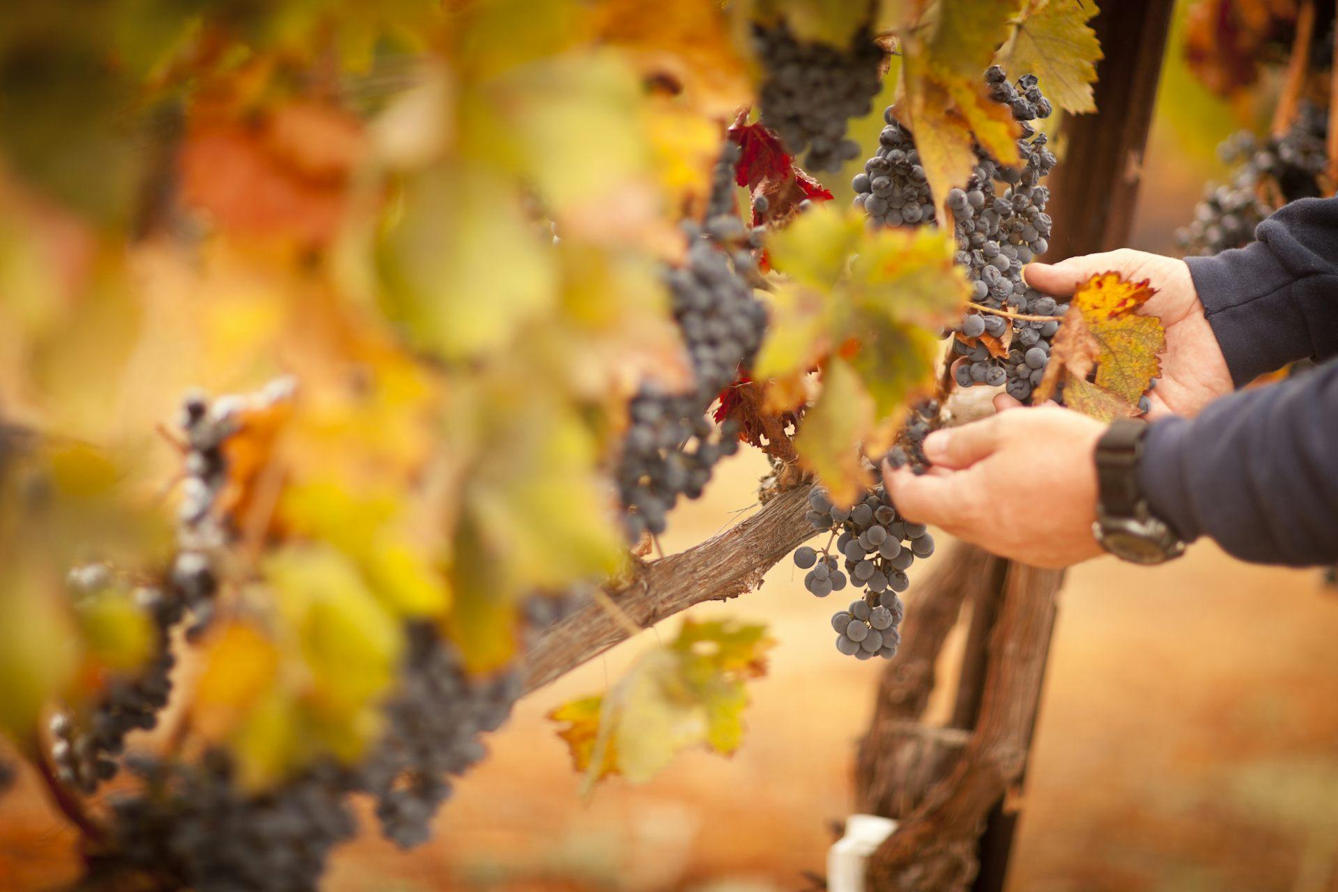 Photo de vendanges