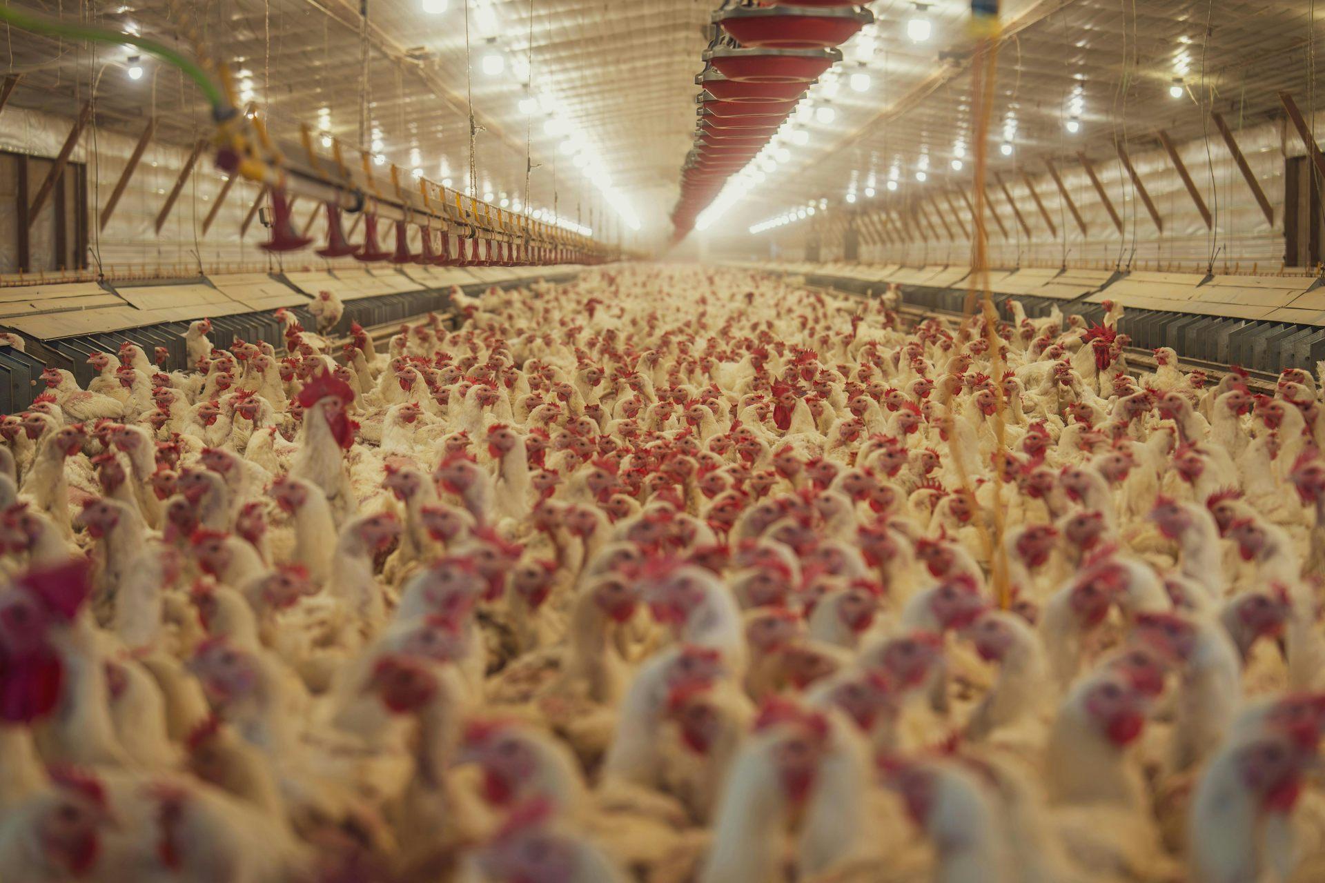 Photo d'élevage intensif de poulet