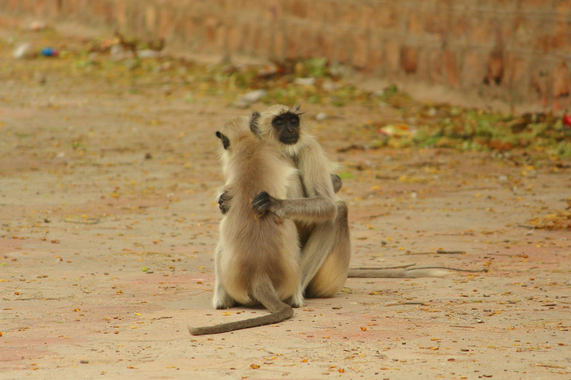Photo de deux singes s’étreignant
