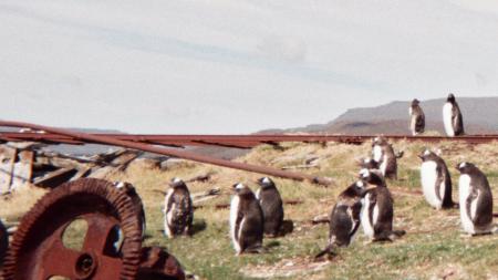Manchots sur une plaine