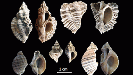 Fragments de murex Ocenebra erinaceus et de pourpres Nucella lapillus cassés pour extraire du colorant à Port Blanc (île d’Hoedic)
