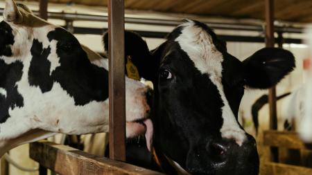 Photo de deux vaches en gros plan