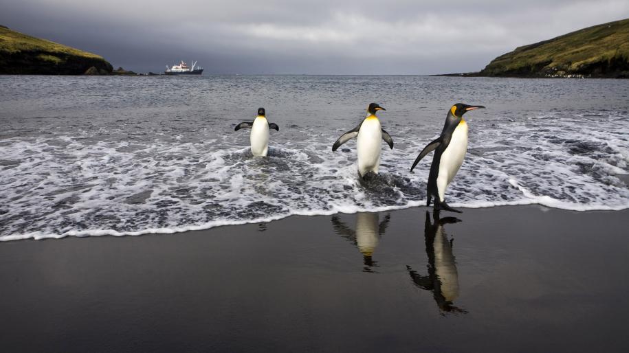 Photo de manchots sortant de la mer