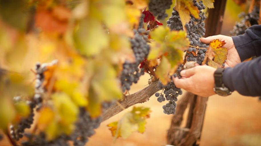 Photo de vendanges