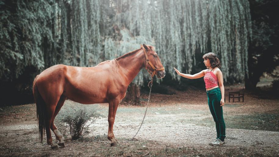 femme qui tente de toucher la face du cheval sous un vieil arbre pendant le jour