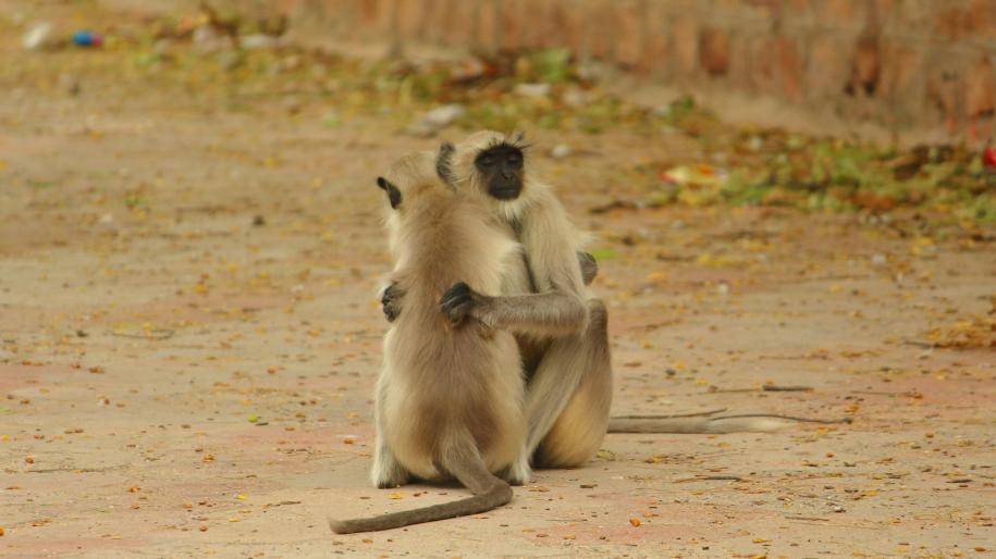 Photo de deux singes s’étreignant