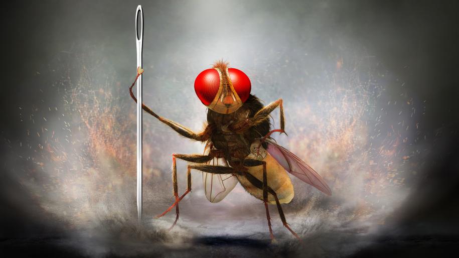 Eega, la mouche vengeresse