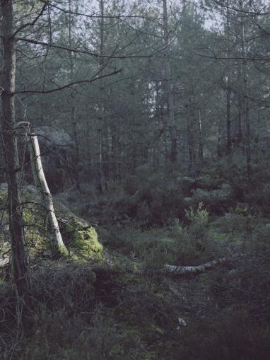 Photo d'une forêt de Anne-Sophie Soudoplatoff 