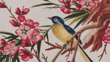 Livre fonds ancien oiseaux
