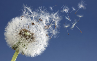 Akènes à aigrette s'envolant