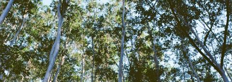 Visuel d'une forêt d'arbres en contre plongée