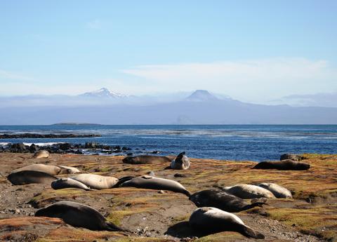 Éléphants de mer aux Kerguelen