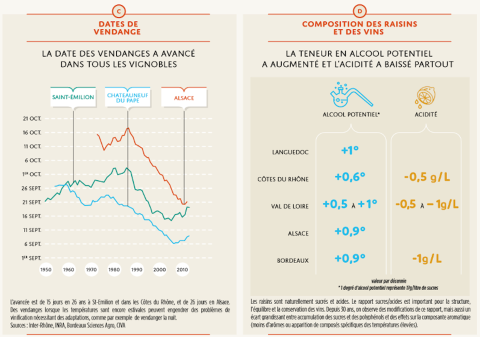 Effets observés sur la vigne