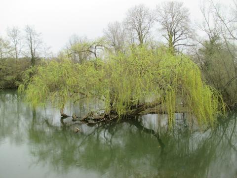 Photo d'un saule pleureur
