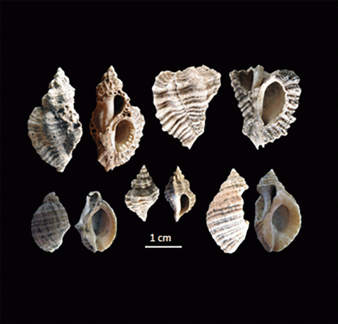 Fragments de murex Ocenebra erinaceus et de pourpres Nucella lapillus cassés pour extraire du colorant à Port Blanc (île d’Hoedic, Morbihan)